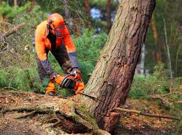 Professional Tree Care  in Chiefland, FL